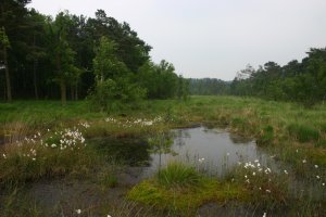 Quellbereich des Roten Baches mit Hochmoorvegetation und nassen Pfeifengrasheiden