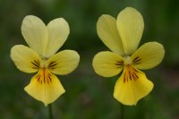 Viola calaminaria - Galmei-Veilchen