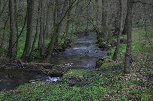 Hohnbach (Olaf Op den Kamp)