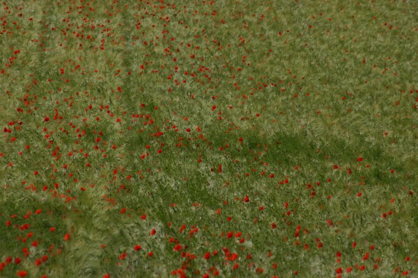 20040612011 Feld mit Klatschmohn