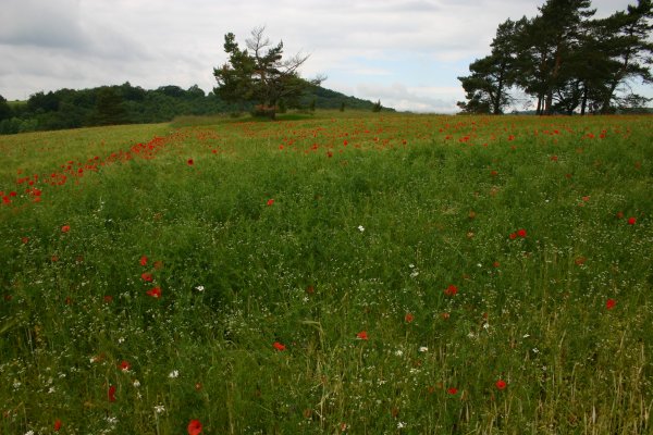 20040612035 Feld mit Klatschmohn