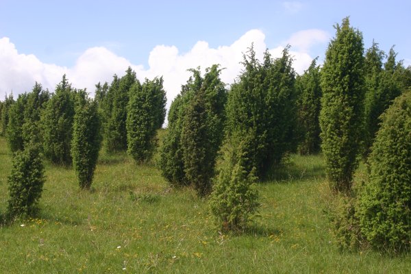 20040612057  Wacholderheide bei Alendorf