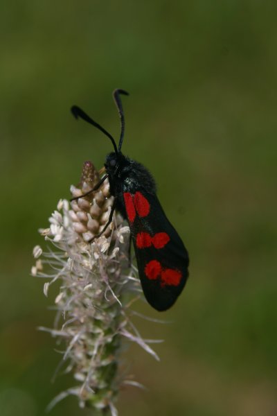 20040612059 Sechsfleckwidderchen - Zygaena filipendulae