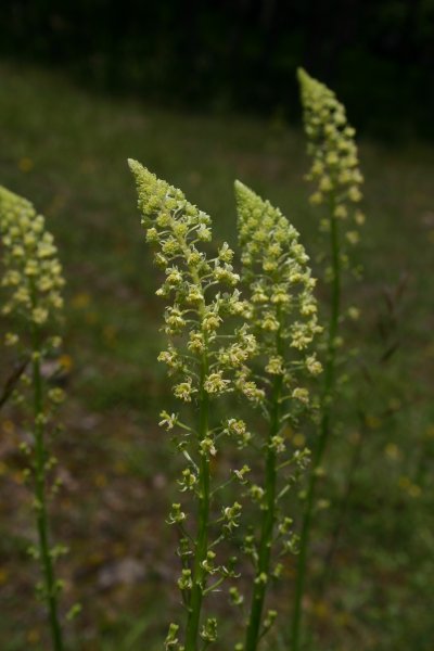 20040612115 Wilde Resede - Reseda lutea