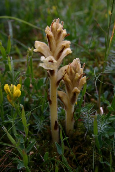 20040612131 Orobanche sp