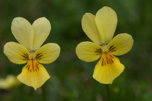 20040512100 Galmei-Veilchen - Viola calaminaria