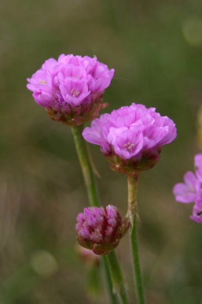 20040512111 Galmei-Strandmiere - Armeria maritim ssp. halleri