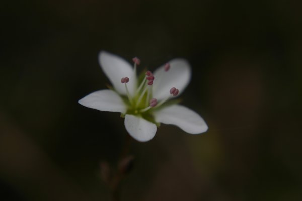 20040512138 Frühlings-Miere - Minuartia verna