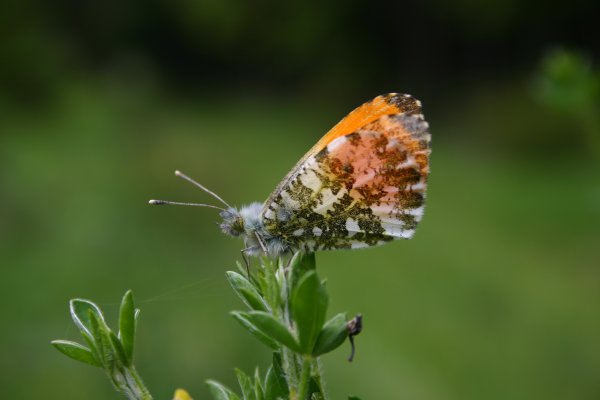 Aurorafalter - Anthocharis cardamines