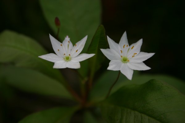 Siebenstern - Trientalis europaea