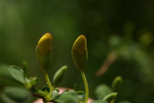 Besenginster Blütenknospen