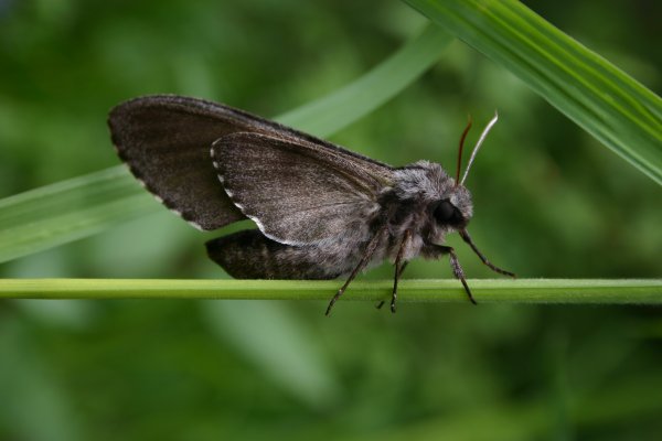 Kiefernschwärmer - Hyloicus pinastri