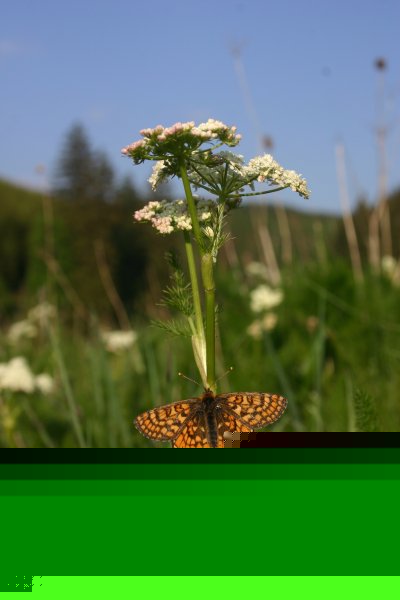 Skabiosen-Scheckenfalter - Eurodyras aurinia