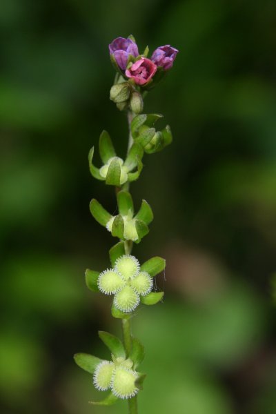 20040611024 Wald Hundszunge - Cynoglossum germanicum