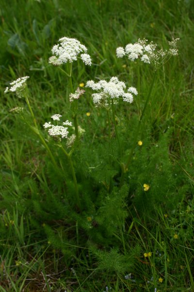 20040611007 Bärwurz - Meum athamanticum