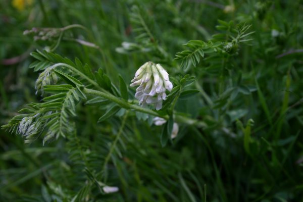 20040611044 Heide-Wicke - Vicia orobus