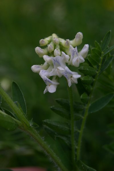 20040611049 Heide Wicke - Vicia orobus