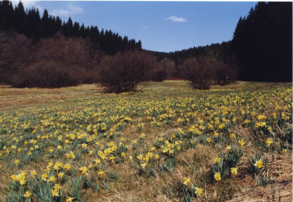 Narzissenwiese im Perlenbachtal