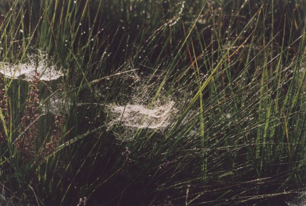 Rotes Venn Spinnweben im Gras Herbst 2002