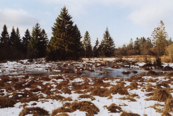 Rotes Venn in Schnee und Eis Jan-04