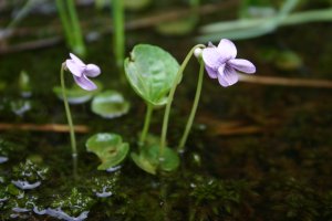 Viola palustris